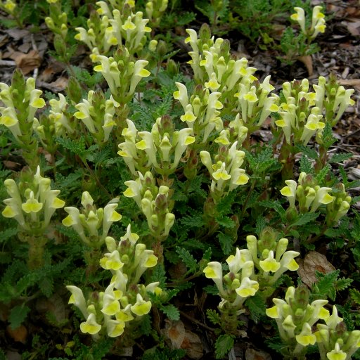 Scutellaria orientalis v pinnatifida